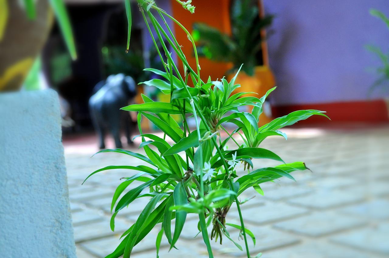 Heritage Walawa Resort Udawalawe Zewnętrze zdjęcie